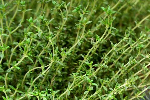 Green thyme growing background pattern close up Stock Photos