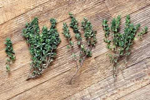 Green thyme twigs Stock Photos