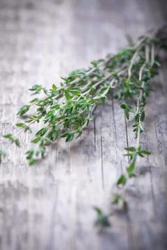 Green thyme on the wood table Stock Photos