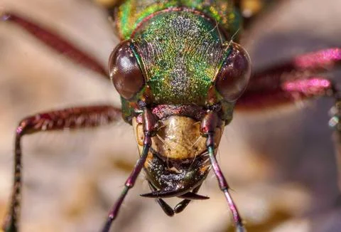 Green Tiger Beetle face Stock Photos