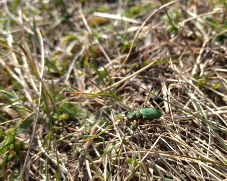 A green tiger beetle in the grass Stock-Fotos
