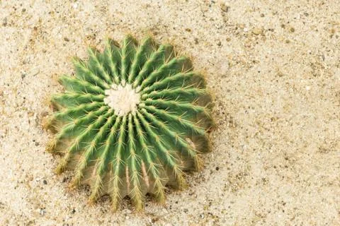 Green tiny cactus on sand Nature background Stock Photos