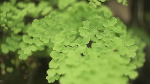 Green tiny leaves. 库存影片 248001920