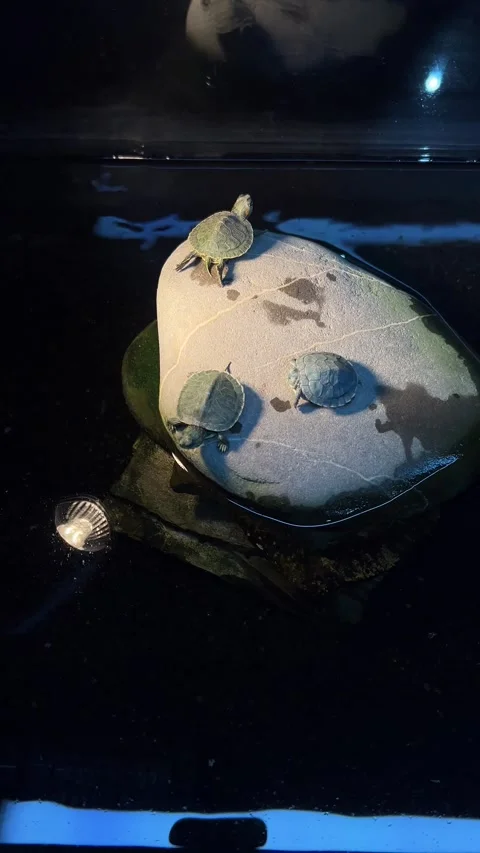 Green tiny little red eared slider pond turtle on stone Vídeos de archivo 327863834