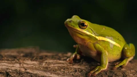 Green toad breathing with a dark background Video stock 210073241