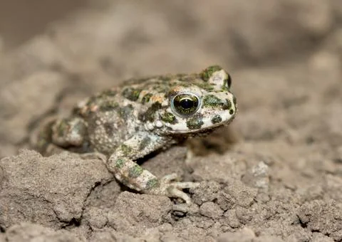 Green toad on the brown earth. Foto stock
