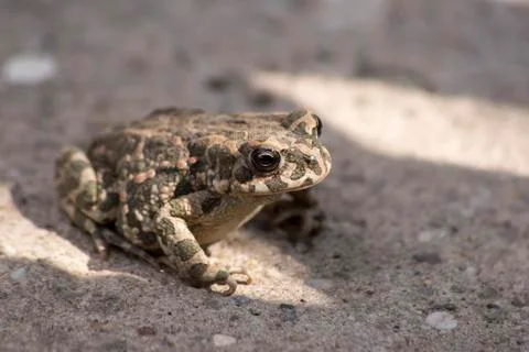 Green toad  (Bufotes viridis)  in the dark. Stock Photos