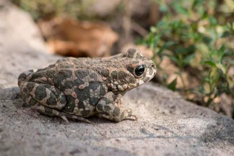 Green toad  (Bufotes viridis)  in the dark. Stock Photos