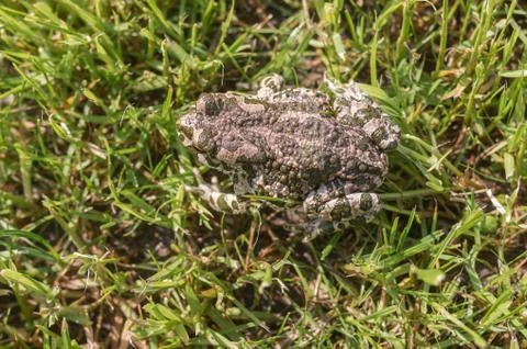 Green toad camouflaging in spring grass at sunny spring morning Foto stock