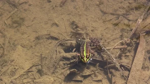 Green toad crawls on the shore Stock Footage 50105903