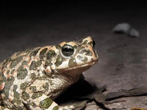 Green toad in the dark. Stock Photos