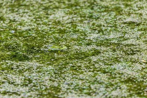 A green toad frog lies on the surface of a pond. Around the frog are green fl Stock Photos
