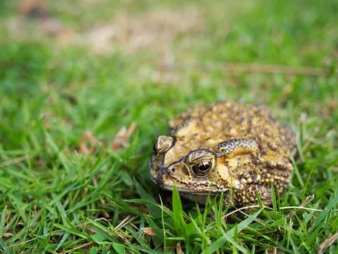 Green toad on the grass field Stock Photos
