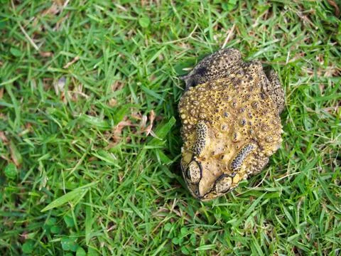 Green toad on the grass field Foto stock