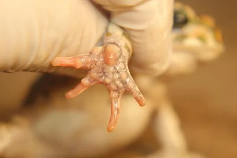 Green toad (Not frog) hand held by biologist for sex identification study Stock Photos
