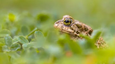 Green toad peeking from Grass Stock Photos