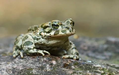 Green toad Stock Photos