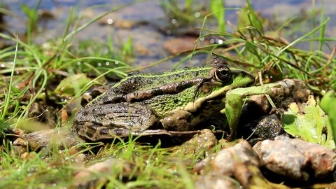 Green toad in profile Video stock 78177826