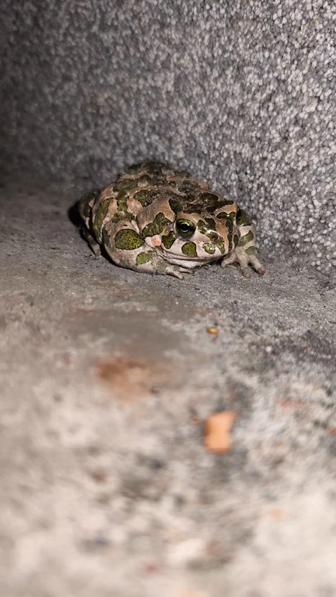 Green Toad Resting On Concrete Surface At Night Stock Footage 341117113