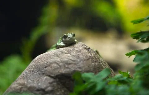 Green toad on rock Stock Photos