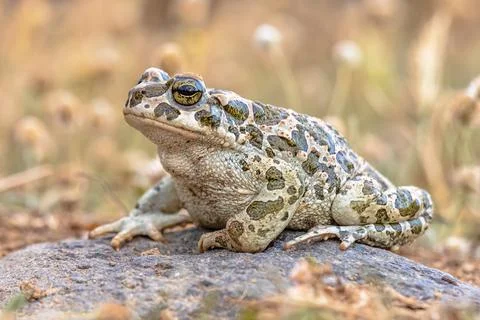 Green toad sitting on stone in Grass Stock Photos