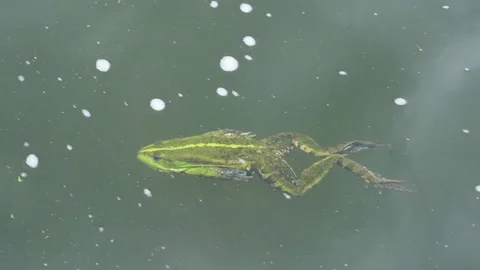Green toad swims in the pond. Slow motion Full HD video. Green frog in the lake Stock Footage 158064076