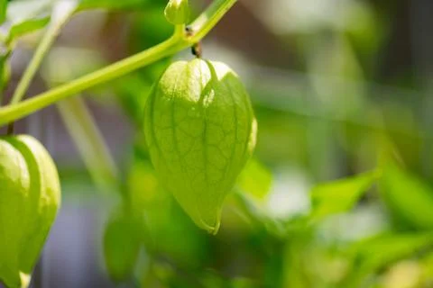 Green Tomatillo Fruit Stock-Fotos