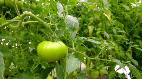 Green tomato on branch, 4K Stock Footage 66682937