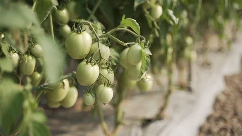 Green tomato on branch Stock Footage 127367185