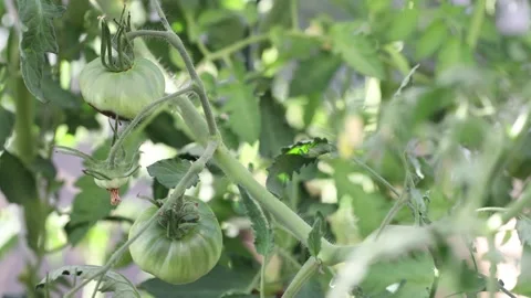 Green tomato on the branch in the wind Stock Footage 200761556