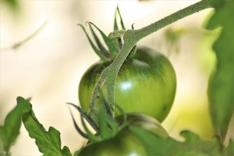 Green tomato on the bush as a close-up Stock Photos