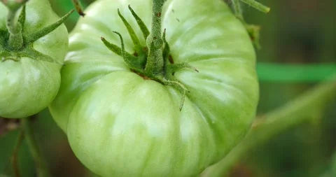 Green tomato close up on vine handheld camera movement  Stock Footage 202381182