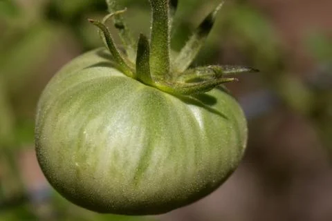 Green tomato closer Stock Photos