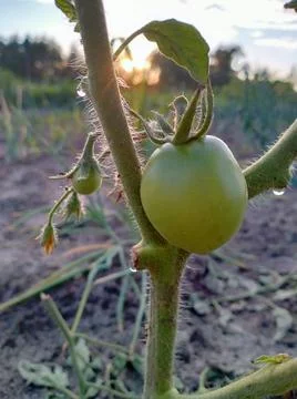 Green tomato at dawn Stock Photos