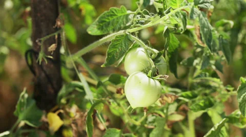 Green tomato in the field Stock Footage 35949100