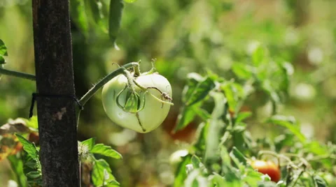 Green tomato in the field Stock Footage 35949276