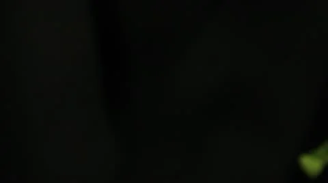 Green Tomato Stock Footage 10594251