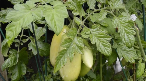 Green tomato Video stock 52357254