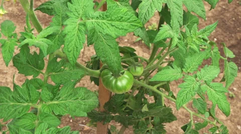 Green tomato in a garden Vídeo Stock 39623710