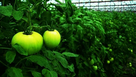 Green Tomato in the Greenhouse Stock Footage 81647772