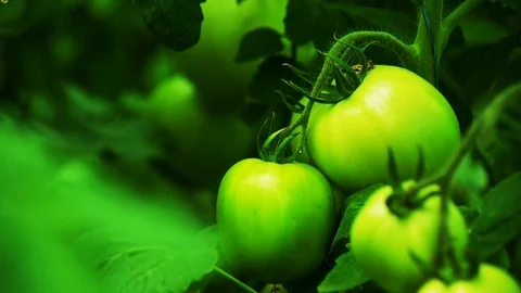 Green Tomato in the Greenhouse Stock Footage 81648045