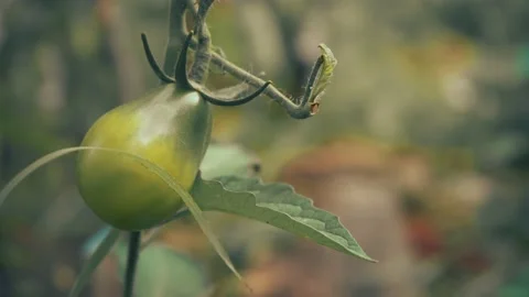 Green tomato growing on a branch on a farm Stock Footage