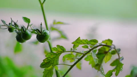 Green tomato in growing Stock Footage 246924035