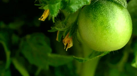 Green Tomato Growing timelapse Video stock 65417950