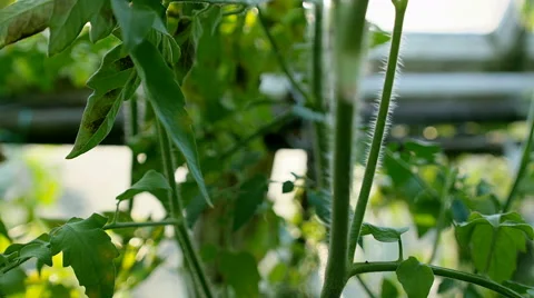 Green tomato in hothouse Stock Footage 67310630