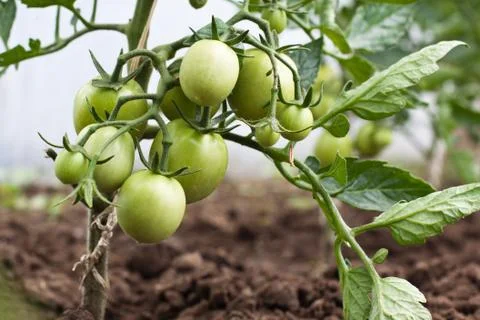 Green tomato Stock Photos