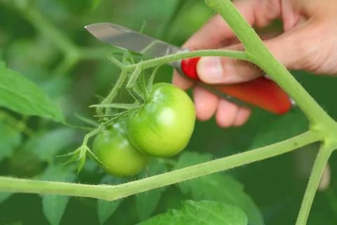 Green tomato Stock Photos