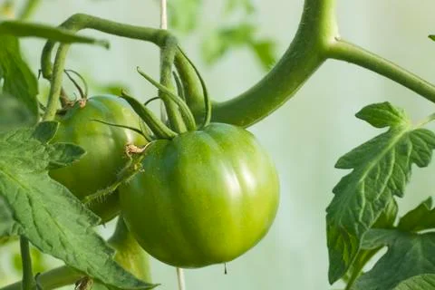 Green tomato Stock Photos