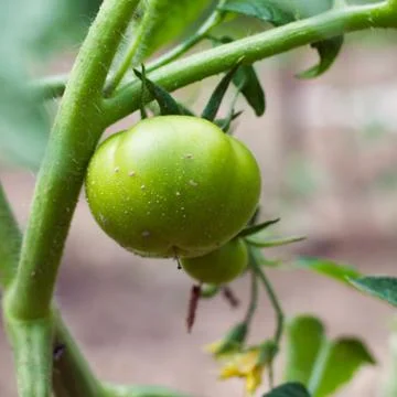 Green tomato Stock Photos