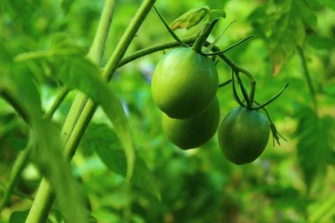 Green tomato Stock Photos